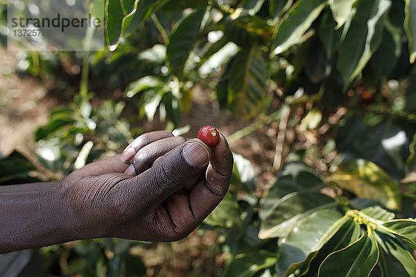 Kaffeeplantage  finanziert durch ein Darlehen des BIMAS-Mikrokredits