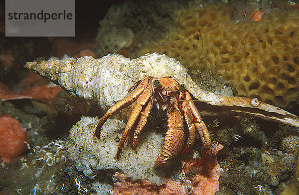 Einsiedlerkrebs (Dardanus arrosor)  auf einem Riff. Green Cape  Neusüdwales  Australien