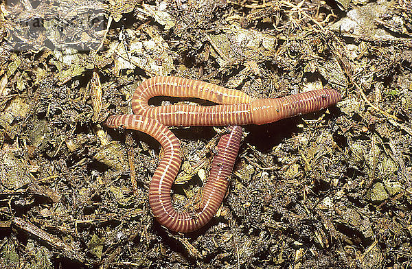Der Tigerregenwurm  Eisenia fetida  gedeiht in verrottendem organischem Material und wird in Wurmfarmen verwendet  eingeführt in Australien  Australien