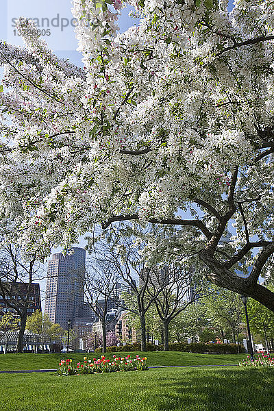 Blühende Blumen am Apfelblütenbaum  Christopher Columbus Waterfront Park  North End  Boston  Massachusetts  USA