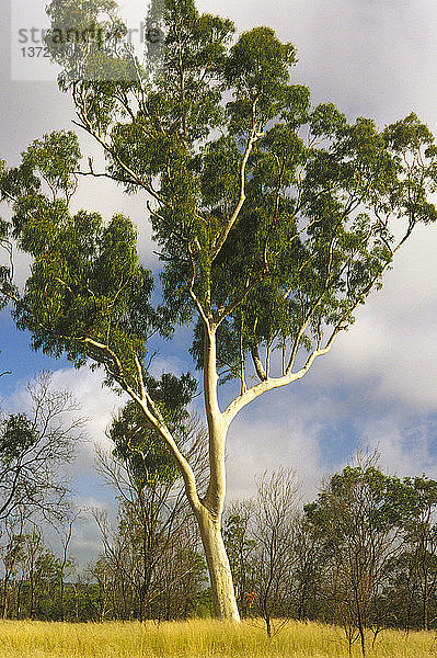 Gefleckter Eukalyptus (Corymbia maculata)  mit charakteristischen grauen Grübchen am unteren Stamm  weit verbreitet auf sandigen Böden bis zu 400 km von der Küste entfernt in Ostaustralien  Gefleckter Eukalyptus wird in der Forstwirtschaft verwendet und liefert hochwertiges Holz  Queensland  Austral