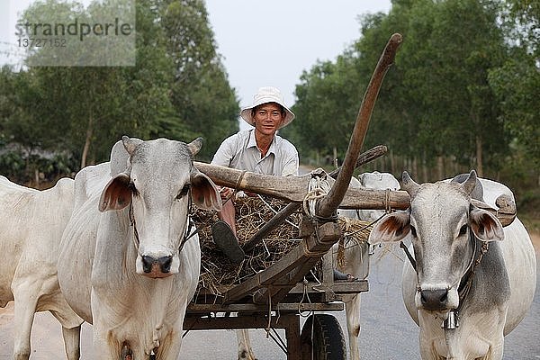 Bauer fährt auf einem Ochsenkarren  Kambodscha.