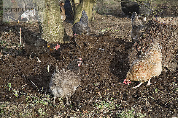 Freilandhühner picken im Boden nach Futter