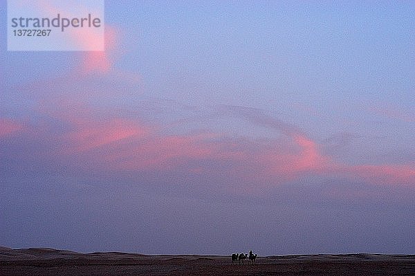 Abenddämmerung in der Sahara  Douz  Tunesien.