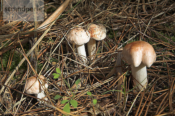 Pilz  der in Kiefernnadeln auf dem Waldboden wächst  Wald von Rendlesham  Suffolk  England