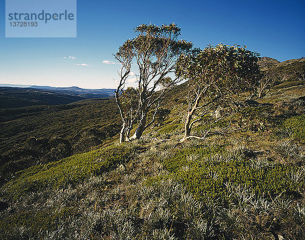 Kosciuszko-Nationalpark Neusüdwales  Australien