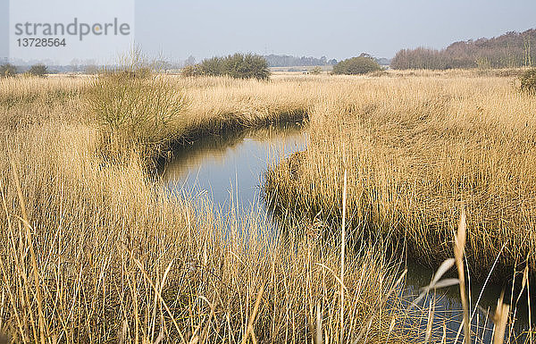 Schilfgürtel und Überschwemmungsgebiet des Flusses Alde bei Snape  Suffolk  England