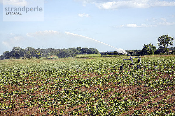 Bewässerungswassersprühung auf Zuckerrübenfeldern  Iken  Suffolk  England