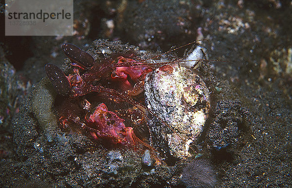 Eine Gottesanbeterin (Lysiosquilla sp.)  die einen Stein aus ihrer Höhle holt. Ihre kräftigen Krallen  mit denen sie ihre Beute aufspießt  betäubt oder zerstückelt  können ihr schmerzhafte Wunden zufügen. Tulamben  Bali  Indonesien