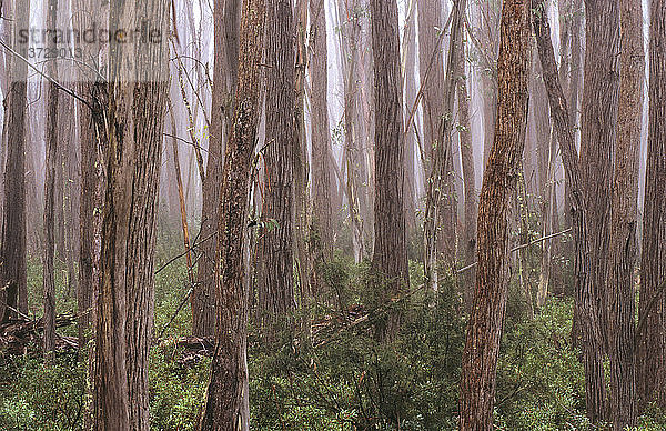 Alpenesche Kosciuszko-Nationalpark  Neusüdwales  Australien