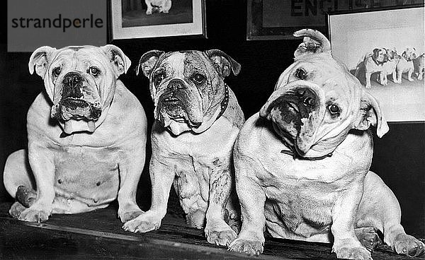 New York  New York: 1937. Drei englische Bulldoggen betrachten die Passanten bei der 61. jährlichen Ausstellung des Westminster Kennel Club im Madison Square Garden.