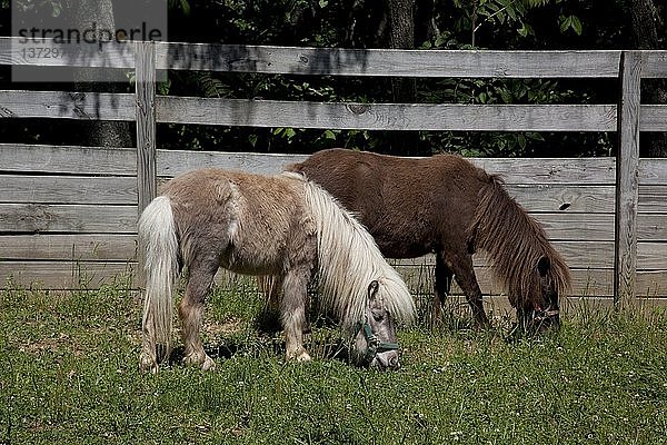 Ponys auf dem Land in Alabama 2010