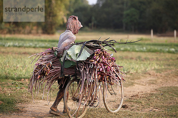 Kambodschanische Frau trägt eine Lotusernte auf einem Fahrrad