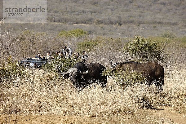 Madikwe Wildreservat  Safari  Büffel  Südafrika.