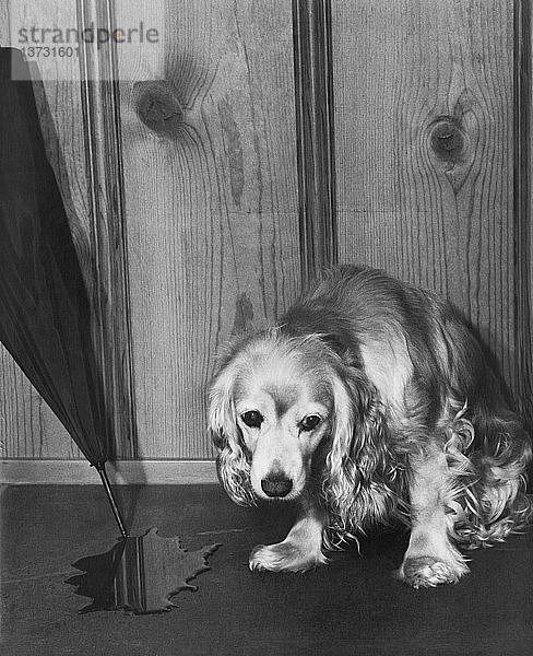 San Francisco  Kalifornien: um 1962 Ein Hund  der schuldbewusst neben einer Pfütze mit Flüssigkeit steht.