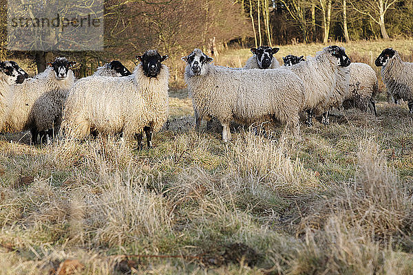 Schafe grasen auf einer rauen Winterweide  Shottisham  Suffolk  England