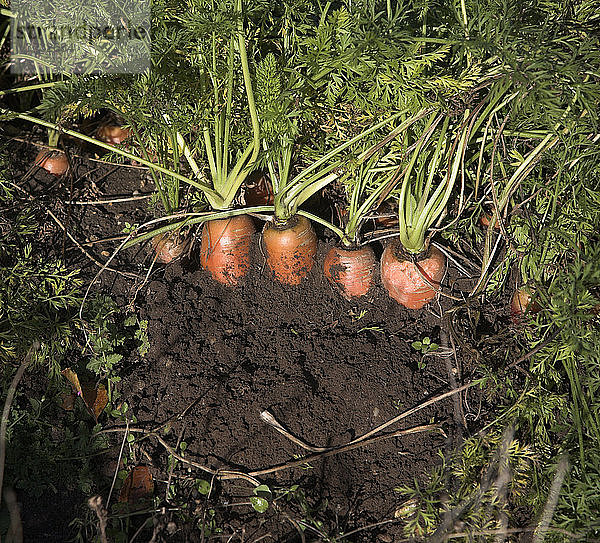 Karotten im Boden  Suffolk Landwirtschaft Landschaft Landschaft  East Anglia  England
