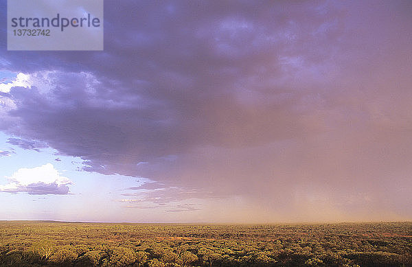Gewitter über halbtrockenem  trockenem Waldgebiet  Welford National Park  südwestliches Queensland  Australien