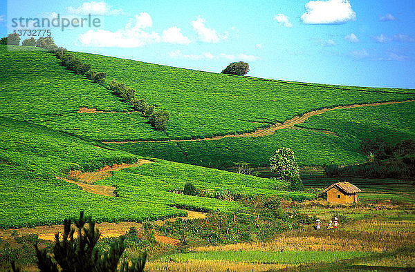 Teeanbau auf dem Gut Sahambavy bei Fianarantsoa