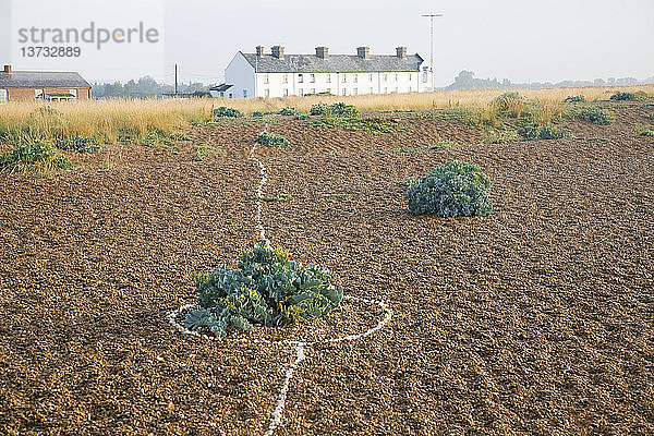 Reihe weißer Häuser  Coastguard Cottages  in der Shingle Street  Suffolk  England