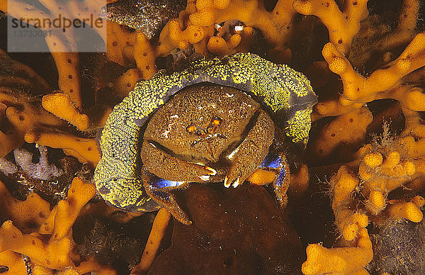 Beborstete Schwammkrabbe (Austrodromidia octodentata)  die ein Stück zusammengesetzter Aszidien als Hut zur Tarnung verwendet. Känguru-Insel  Südaustralien