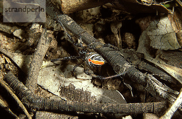 Rotrückenspinne  Queensland  Australien