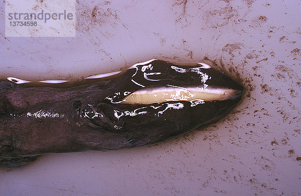 Dana-Krake (Taningia danae)  Kapuzen-Lichtorgan  das sich an den Spitzen zweier Arme befindet  eines Jungtieres (Länge 1 m)  Länge 1 m. Dieser Tiefseearten  die mit Schleppnetzen in 700 m Tiefe gefangen wurde  fehlen die beiden langen Tentakel der meisten Tintenfische. Tasmanien  Australien