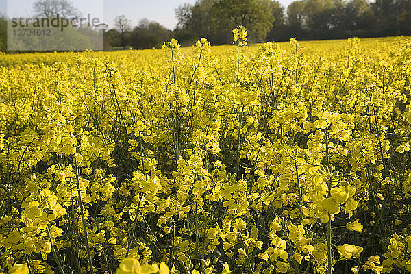 Gelbe Blüten von Ölraps auf einem Feld  Suffolk  England