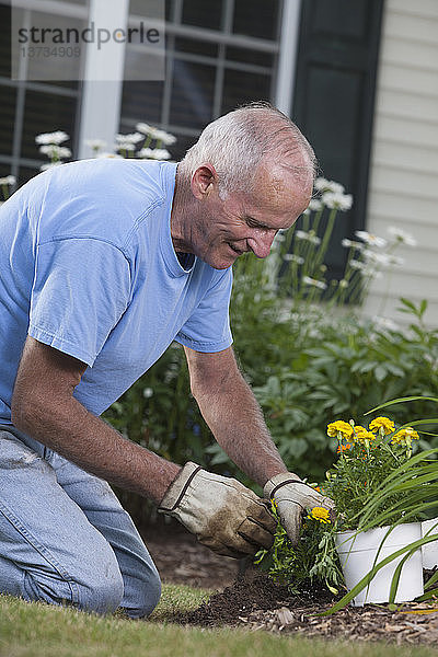 Älterer Mann bei der Vorbereitung der Wurzeln von Ringelblumen zum Einpflanzen in den Garten