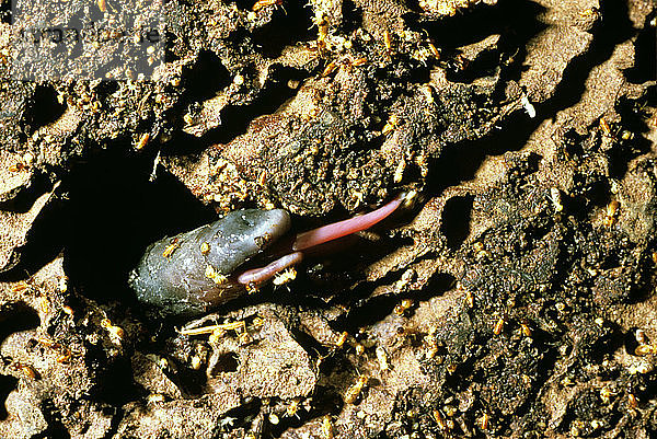 Kurzschnabelechidna  Tachyglossus aculeatus  Nahaufnahme von Schnauze und Zunge bei der Suche nach Ameisen oder Termiten  Australien