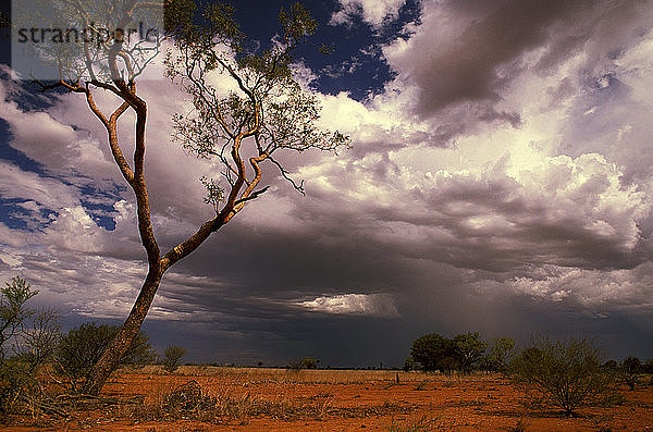 Sommerregen vor trockenem Tussock-Grasland  Mitchell Grass Downs  westliches Queensland  Australien