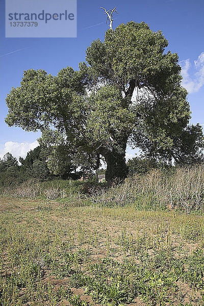 Einer der seltensten einheimischen Bäume Großbritanniens Männliche Schwarzpappel - populus nigra  Suffolk  England
