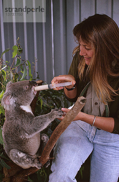 Koala  der mit milchfreier Säuglingsnahrung gefüttert wird  Universität von Queensland  Australien