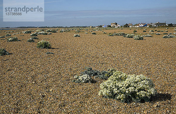 Crambe maritima oder Meerkohl  der auf Kieseln wächst  Shingle Street  Suffolk  England