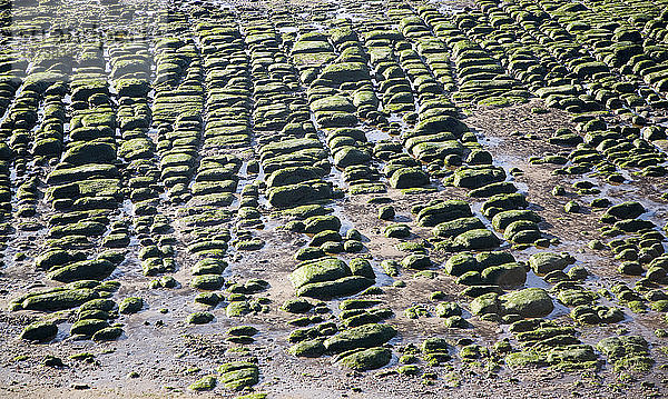 Mit Seegras bedeckte grüne Felsbrocken am Strand von Hunstanton  Norfolk  England