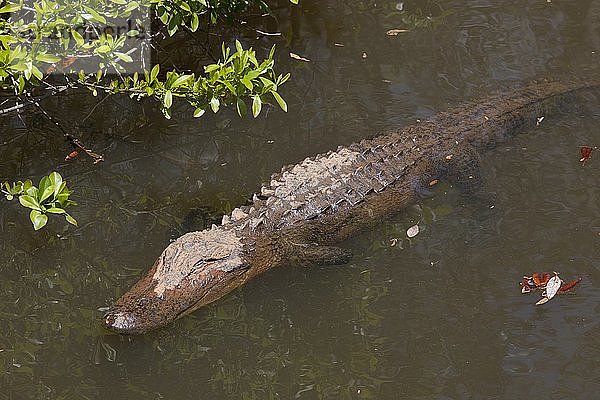 Gator Alley im D´Olive Boardwalk Park in Daphne  Alabama 2010'.