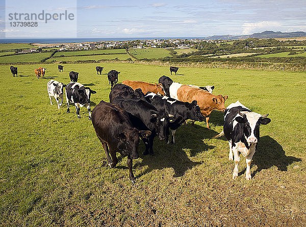 Rinder auf einem Feld in der Nähe des Dorfes Trefin  Pembrokeshire  Wales