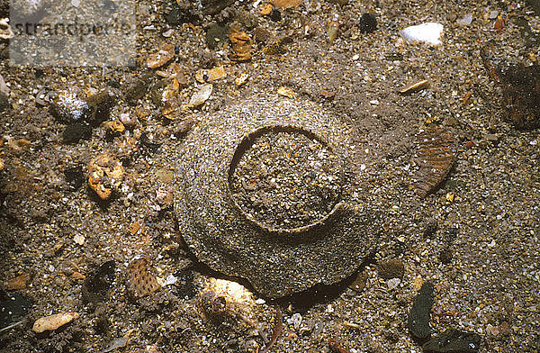 Sandschnecke (Unbekannt sp)  Sandkragen-Eierring. Die Eier sind zum Schutz vor Fressfeinden in die sandige Natrix eingebettet. Edithburgh  Yorke Peninsula  Südaustralien