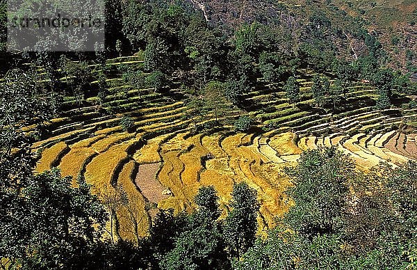 Reisfelder  Dhampu  Nepal.