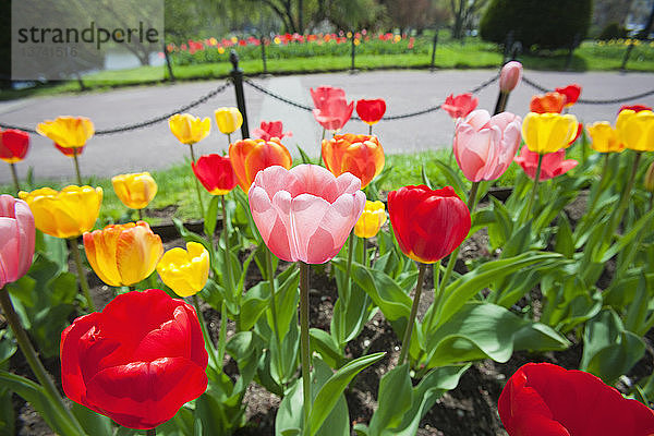 Tulpen und Spazierweg im Boston Public Garden  Boston  Massachusetts  USA