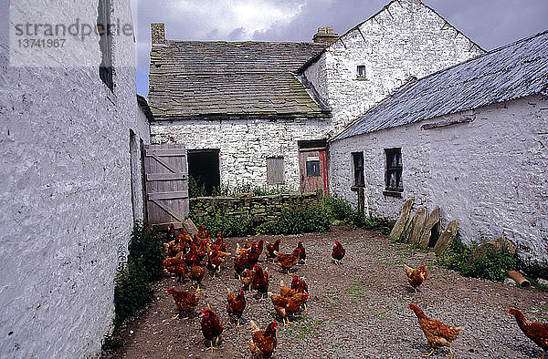 Rote Rhode-Island-Hühner auf einem weißen Bauernhof in den nördlichen Pennines  England