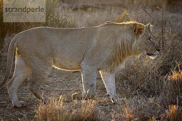 Madikwe Wildreservat  Safari  Löwe  Südafrika.