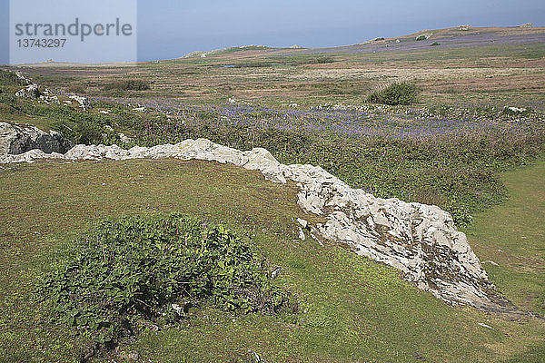 Insel Skomer  Pembrokeshire  Wales