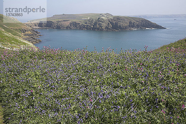 Insel Skomer  Pembrokeshire  Wales