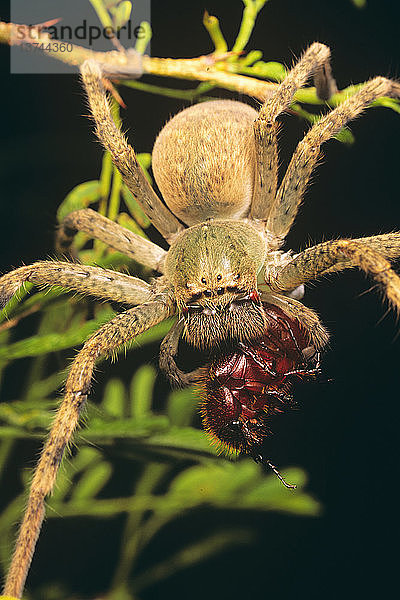 Huntsman-Spinne mit Käfer  Queensland  Australien