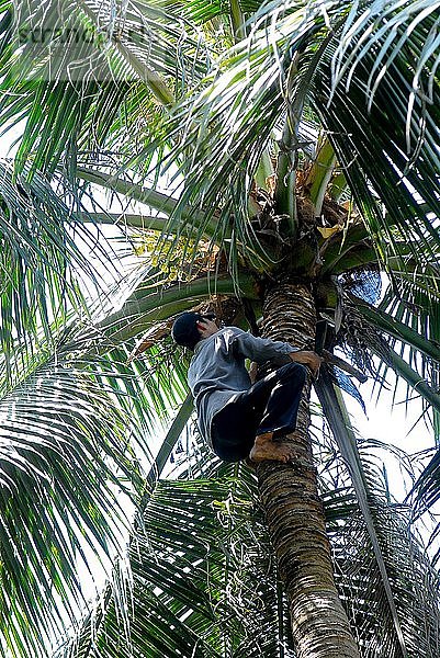 Mann klettert auf einen Kokosnussbaum  Vietnam.