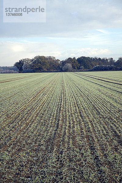 Grüne Triebe einer jungen Getreidepflanze sprießen aus dem Boden auf einem Feld  Shottisham  Suffolk  England