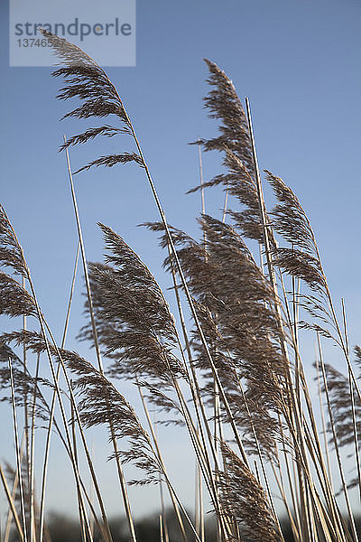 Stehendes Schilf vor blauem Himmel  Suffolk  England