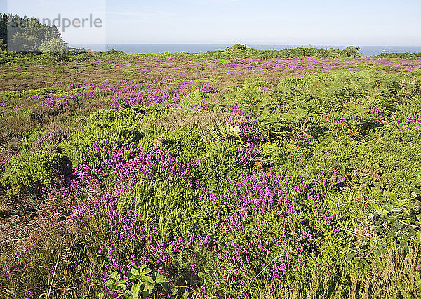 Blühendes Heidekraut mit Blick auf das Meer in Dunwich Heath  Suffolk  England