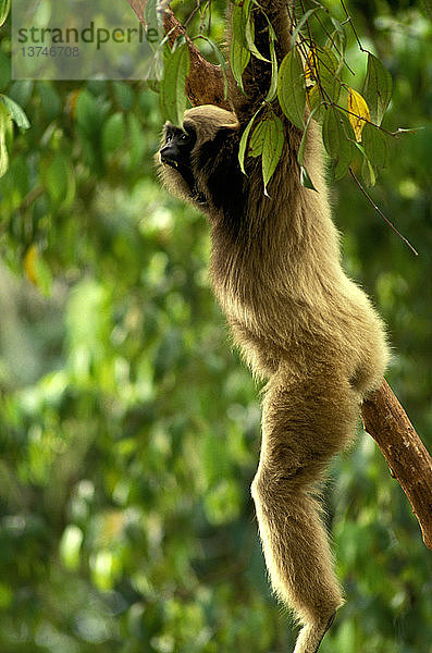 Agiler Gibbon  ein schlanker  langarmiger Gibbon  der sich sehr schnell durch das Blätterdach des Regenwaldes schwingen kann  Zoologischer Garten Singapur